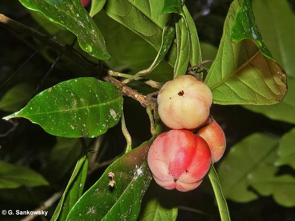 Fontainea picrosperma blushwood berry fruit ripening on the branch — the source plant of EBC-46 tigilanol tiglate